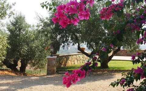 Villa Giulia Follonica: Fiore, Pianta, Albero, Rosa, Bougainvillea, Botanica, Primavera, Pianta Fiorita, Woody Impianto, Magenta